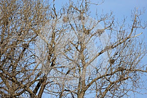 Plum Island Nests  805058