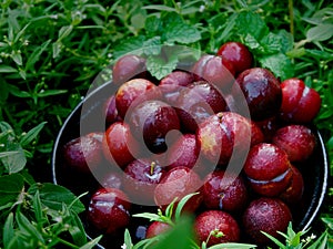 Plum Ju-li. the fruit is similar to the Red Ban Luang species. But the result will be smaller