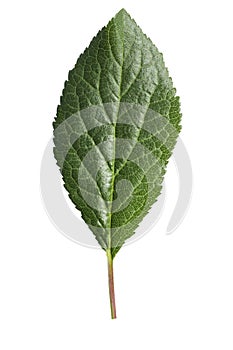 Plum leaf isolated