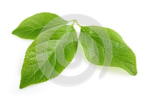 Plum leaf isolated with shadow