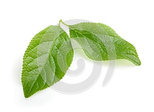 Plum leaf isolated with shadow