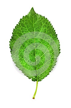 plum leaf isolated on a white.