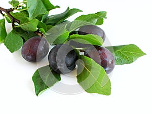 plum on a leaf with leaves