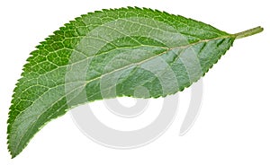 Plum leaves isolated on white background