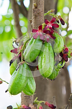 Plum Mango.(Averrhoa bilimbi L.)