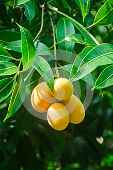 Plum Mango tropical fruit on tree, ripe of sweet Marian Plum mango fruit or Maprang or Mayongchid in Thai