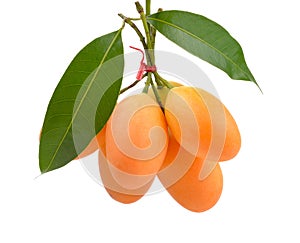 Plum marian fruit on white background