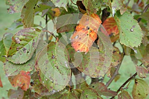 Plum moth disease- Grapholita funebrana photo