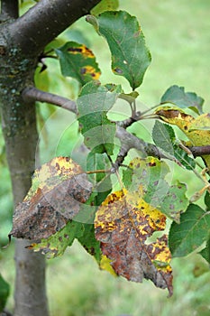 Plum moth disease- Grapholita funebrana photo