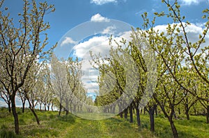 Plum orchard