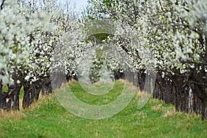 Plum orchard in bloom