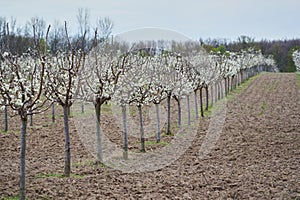 Plum orchard in bloom