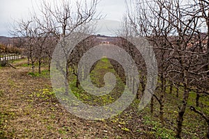 Plum orchard at late autumn, cloudy day, rural nature landscape