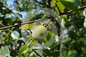 Plum paintings, fresh green plum pictures on the plum tree,