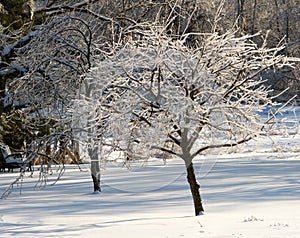 Plum and Pear Trees Coated in Ice in a Snow-covered Backyard