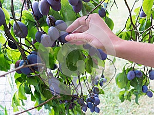 Plum picking