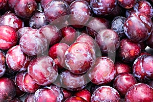 Plum pile  or fresh prunus domestica fruit , nature food background