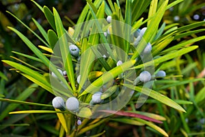 the plum pine close up