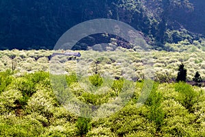 Švestka plantáž v plošina 