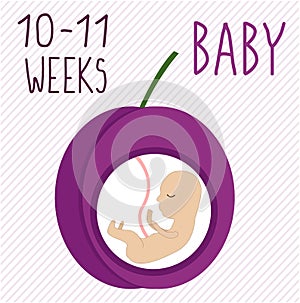 Plum. pregnancy development, size of embryo for 10-11 weeks