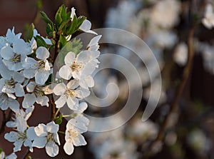 Plum prunus domestica blooms on tree at dawn