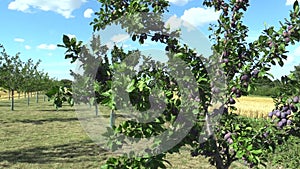 Plum Prunus domestica, variety Jojo, tree orchard homegrown, fruits ripen, blue sky with clouds and wind in branches and