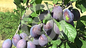 Plum Prunus domestica, variety Jojo, tree orchard homegrown, fruits ripen and unripe detail, wind in branches and leaves