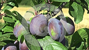 Plum Prunus domestica, variety Jojo, tree orchard homegrown, fruits ripen and unripe detail, wind in branches and leaves