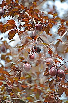 Plum it is red-leaved Pissardi`s grade Prunus cerasifera var. pissardii with fruits