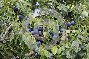 Plum ripens on the tree