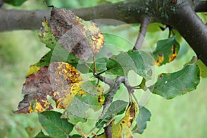 Plum rust disease on leaves