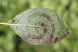 Plum rust Tranzschelia pruni-spinosae on green leaf of Plum or Prunus domestica