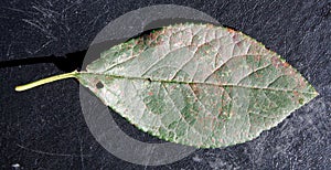 Plum rust Tranzschelia pruni-spinosae on leaf of Plum or Prunus domestica