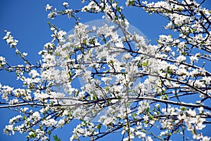 PlumÃÂ´s White Flowers Blooming Tree