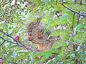 Plum Theif Cute Squirrel Eating Plums Digital Art photo