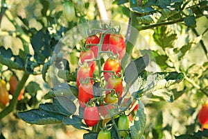 Plum Tomato Plant, Red Tomatoes