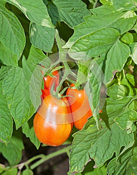 Plum Tomatoes