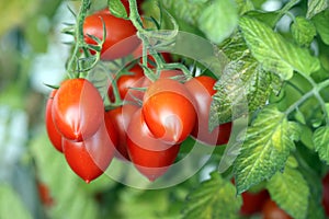 Plum Tomatoes