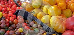 Plum tomatoes, cherry tomatoes from the farmers market