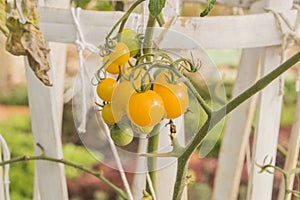 Plum tomatoes