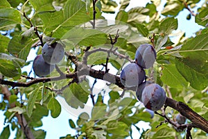 Plum tree with black amber plums