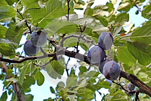 Plum tree with black amber plums photo