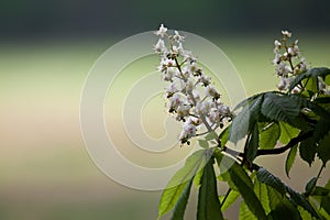 Plum tree in bloom in the spring