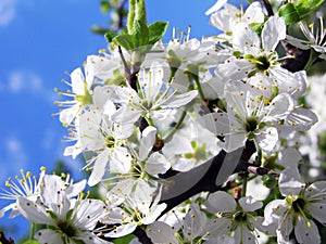 Plum-tree blooms in spring