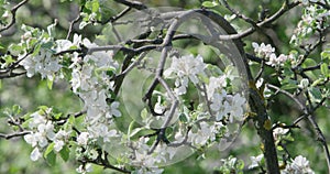 Plum tree in blossom