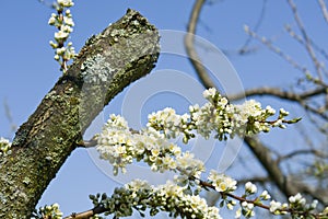 Plum Tree Blossom