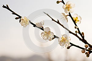 Plum tree blossom flower