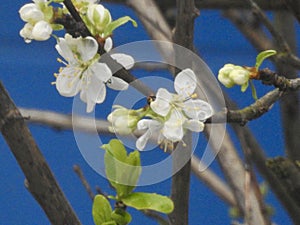 Plum tree blossom in spring