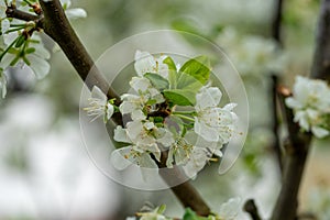 plum tree blossom in the spring