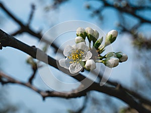 Plum Tree Blossom  . Spring morning photo